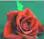 moelle