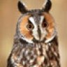 Asio Otus